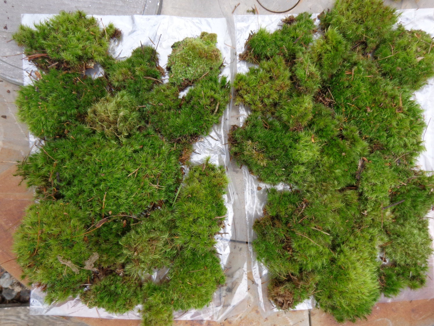Moss Green  Fresh Forest  North Carolina Nature Miniature Fairy Landscape Terrarium Bonasi s