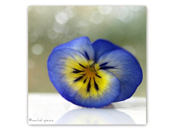 Purple Pansy Photograph 10X10 Flower Photograph Affordable Home Photography Prints Nature Photography Nature Lover Flower Botany Print