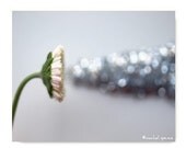 Daisy Bloom 8X10 Photograph Affordable Home Photography Prints Nature Photography Nature Lover Woodland Scene Flower Botany Print