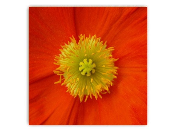 Orange Poppy 20X20 Photograph Yellow Stamen Natural History Print Botany Horticulture Orange Poppy Flowers Yellow Stamen