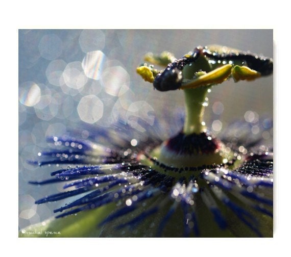 Purple Passion Flower 8X10 Photograph...Affordable Home Photography Prints Nature Photography Decor Nature Lover Woodland Scene Flower