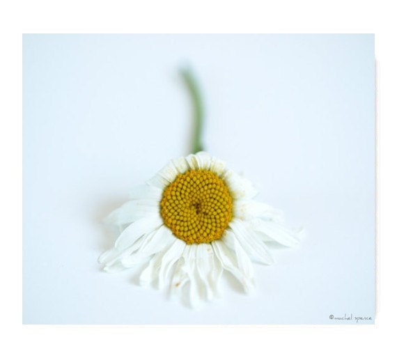 Dying Daisy 11X14 Photography Print Natural History Nature Print Flower Photograph Yellow And White Daisy Green Stem Sweet Things Of Spring