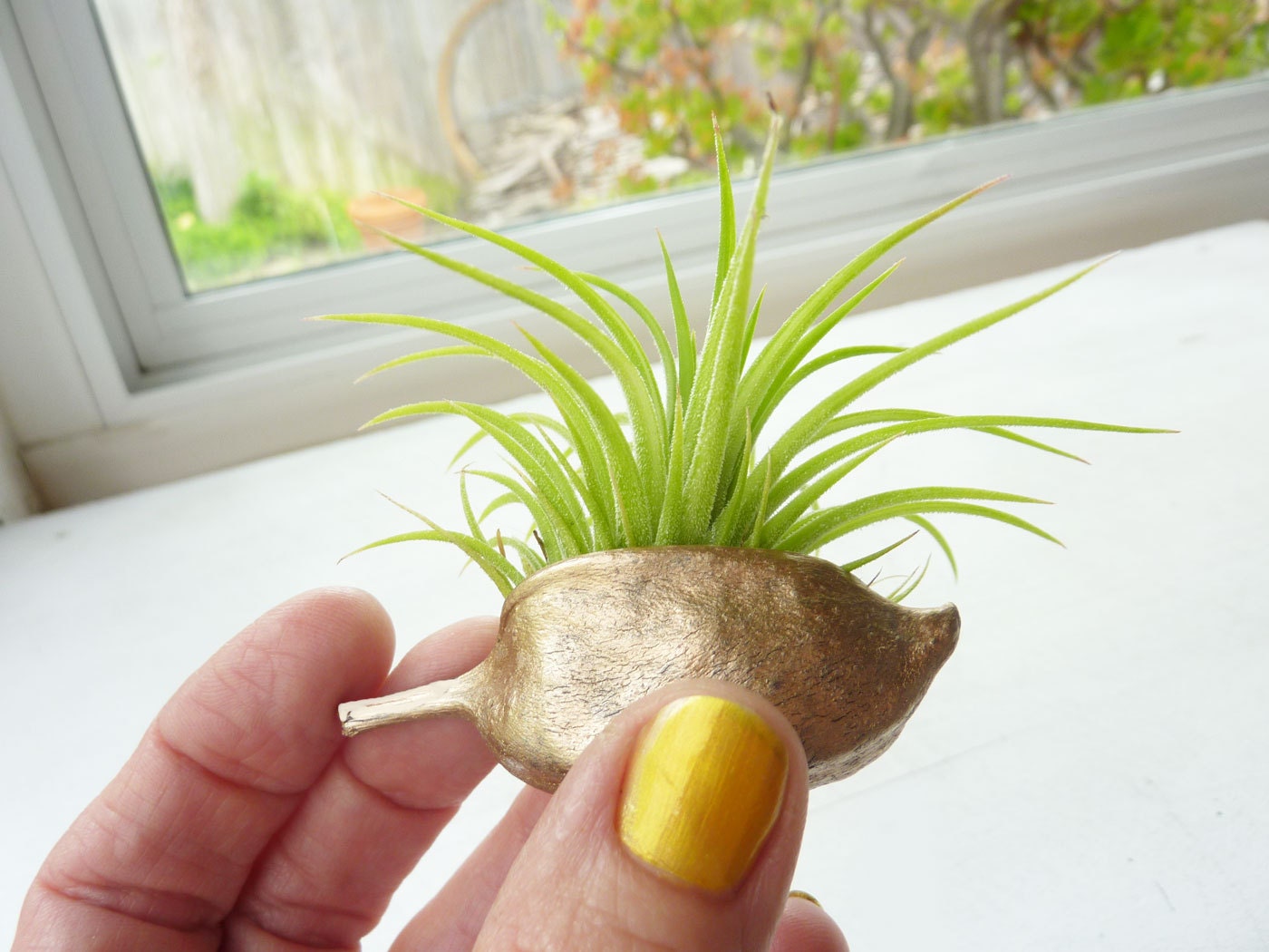 Painted Pod Air plant holder- Bronze
