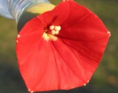HUMMINGBIRD FEEDER  Cardinal Climber on Clear Bottle