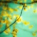 30% OFF ON SALE Nature photography, Canary yellow, tree photography, autumn, aqua, pastel tones, turquoise, gold, blue green
