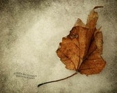 leaf still life photography winter 5x7 fine art phogotraphy nature home decor office decor wall art