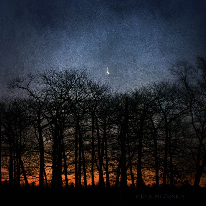 moon blue trees nature photography landscape photography 24x24 home decor office decor