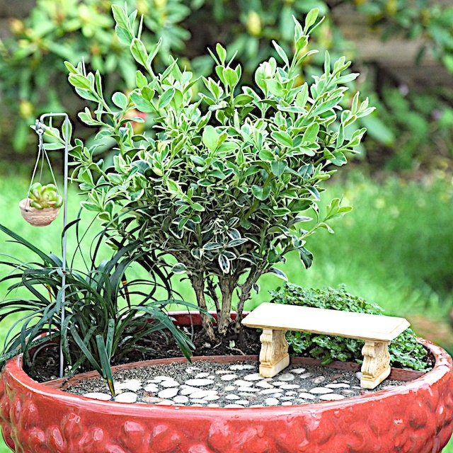 Miniature Garden Kit for Indoors, Outdoors, Fairy Garden, Mini Plants, Trees and Shipping Included