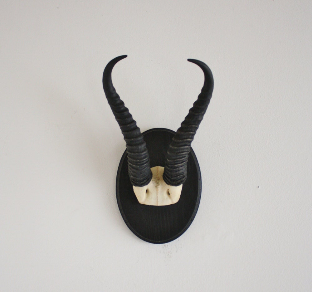 Authentic Gazelle horns mounted on handmade wooden plaque