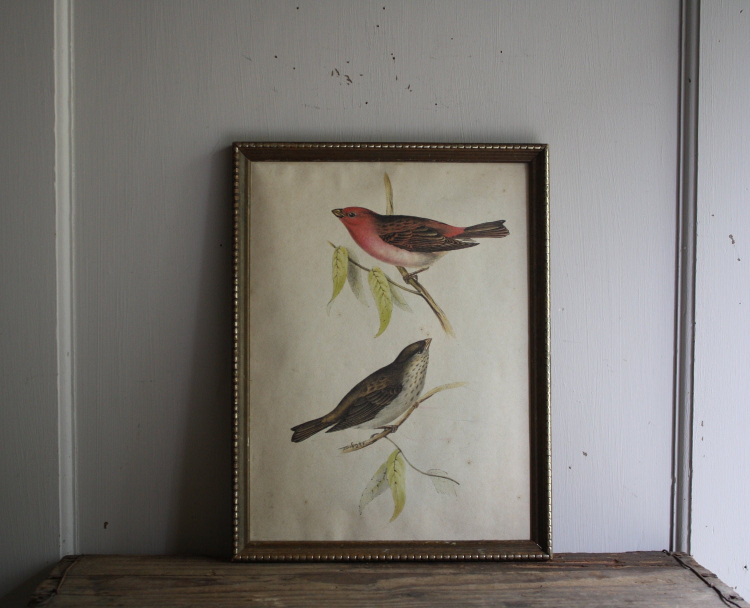 ON HOLD vintage framed bird illustration