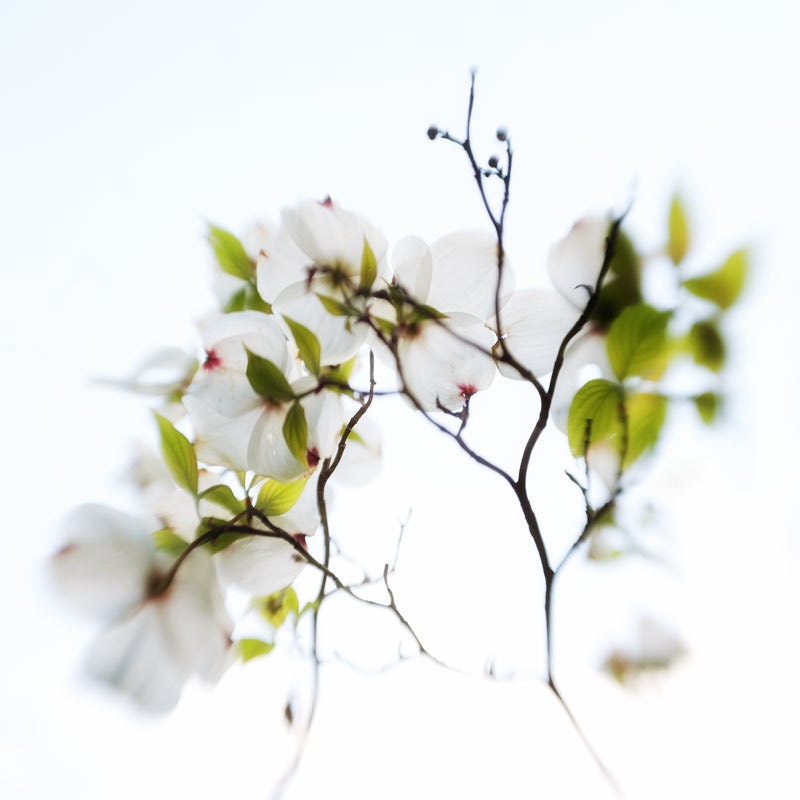 Still life photography, Dogwood flower, spring decor, white print - 8x8 photograph