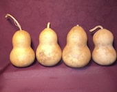 Craft Gourds 4 Chubby Mini Craft Gourds, Christmas Ornaments  (Item40)
