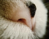 kitty cat macro photography 5x7