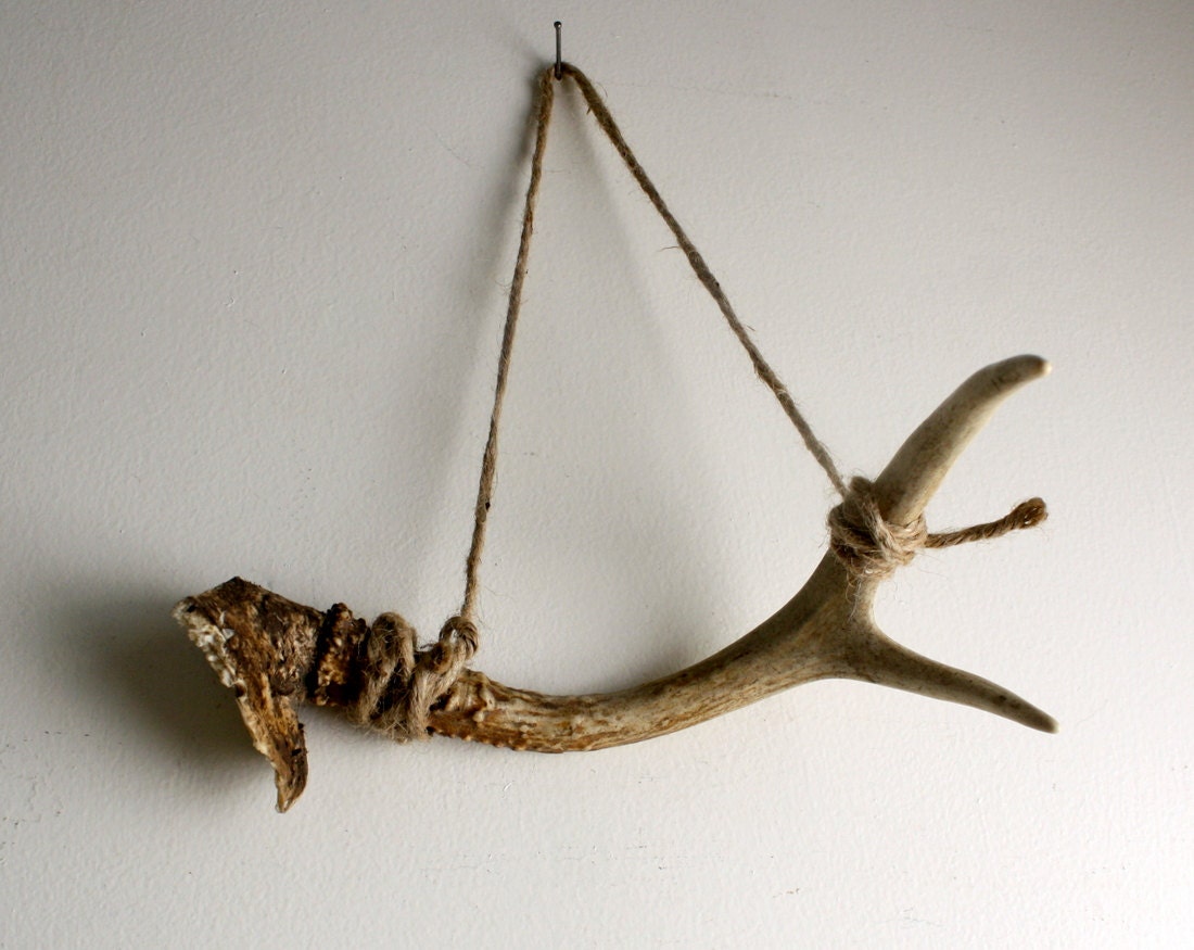 Vintage Antler With Skull Piece