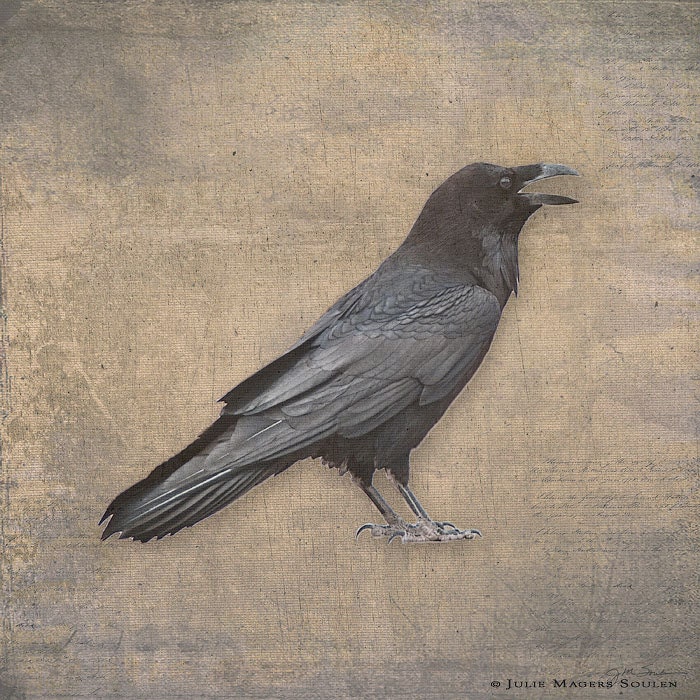 Bird Photography -Raven Pictures -8x8 Print -Digital Art -Old World Decor -Crow Print -Black Bird -Colorado Fine Art Photography