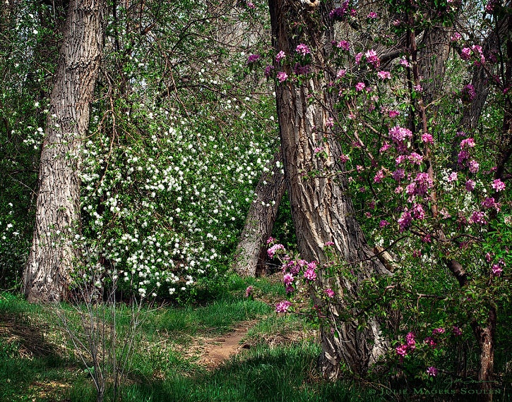 Forest Photo -Spring Tree -Cherry Blossom Print -Enchanted Forest -Home Decor Art -Colorado Fine Art Photography -8x10 Print