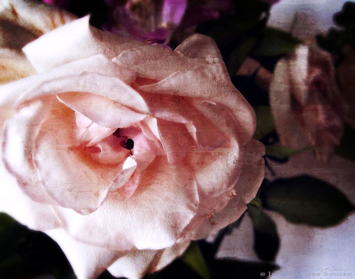 Rose Flower Photos -Pink Rose -8x10 Print -Rose Heart -Pink Room Decor -Gifts for Her -Colorado Fine Art Photography