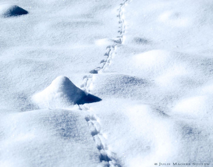 Winter Photography -Animal Track -5x7 Print -Nature Photography -White Minimalist Art -Snowy Bliss -Colorado Fine Art Photography