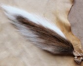 Deer tail - real whitetail deer totem dance tail on leather belt loop for shamanic ritual and dance DR02