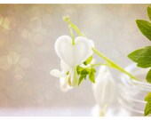 Flower Photograph, white, neutral home decor, White Heart, nature fine art print 8x10