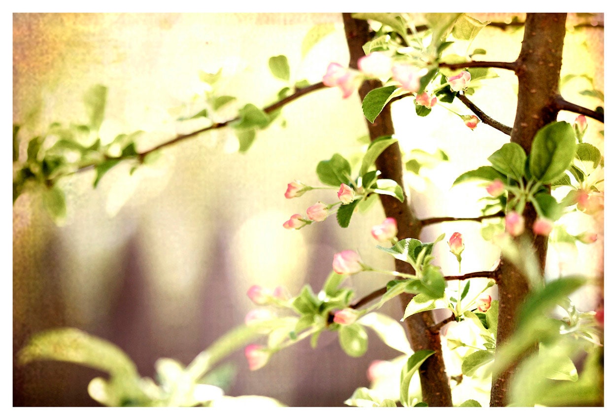 Dreamy Home Decor, pastels, tree blossoms, Dreamy Blossms, Nature fine art print 8x12