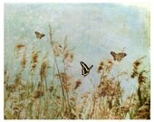 Nature Photography, aqua, butterflies, grasses, Butterfly Days, nature fine art print 8x10