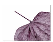 Purple Leaf Abstract Photography  -Modern Nature Wall Art