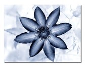 Indigo Blue Flower Art Clematis -Modern Minimalist Floral Photograph Print
