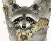 Raccoon - 8x10 archival watercolor print by Tracy Lizotte