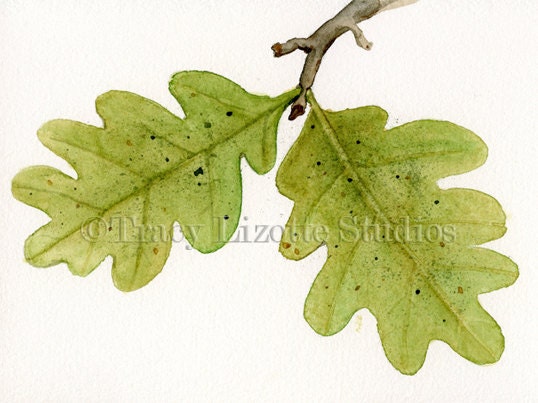 Oak Leaves - 5x7 ORIGINAL watercolor painting by Tracy Lizotte