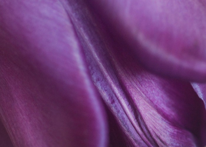 Purple Passion 8x10