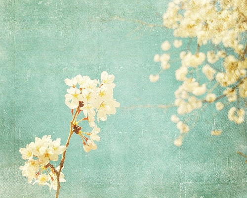 Flower Photography, Nature Photo, Cherry Blossoms, Spring, Blue, White, Romantic, Wall Decor, Happy - Feminine Chic (8x10)