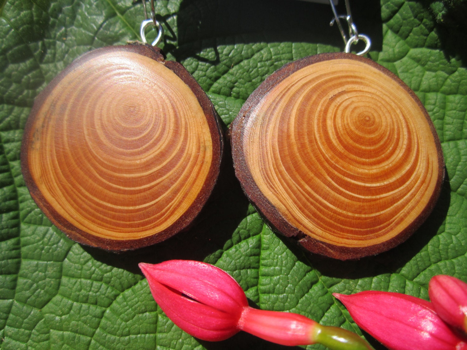 Beautiful Earthy Wood Earrings- Round ish  Hemlock Wood Earrings   114