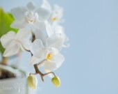 Fine Art Abstract Photograph. Blooming Orchid. Mini Orchid. White. Blue. Home Decor 8x10 Print