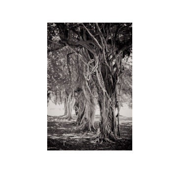 Fine Art Nature Photograph. Revealing Tree. Banyan. Fig. Puerto Rico. Black & White. 16x24 Print