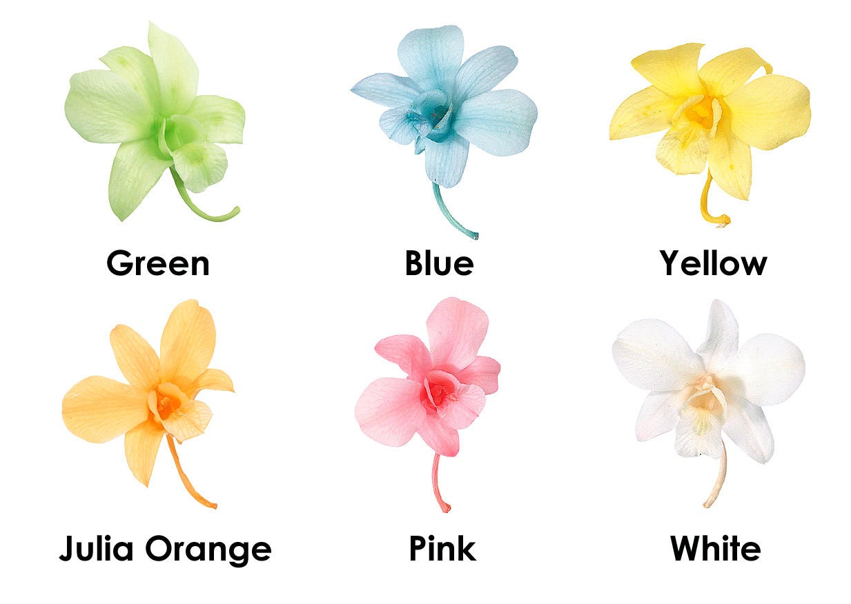 Preserved Denfare Flower heads 8 blooms per box-Wedding Flowers-3 colors-Pure White-Pink-Fresh Green
