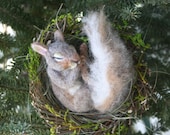 Natural Spring Twig Nest baby Squirrel One of a Kind Alpaca Needle felted Sculpture by Stevi T.