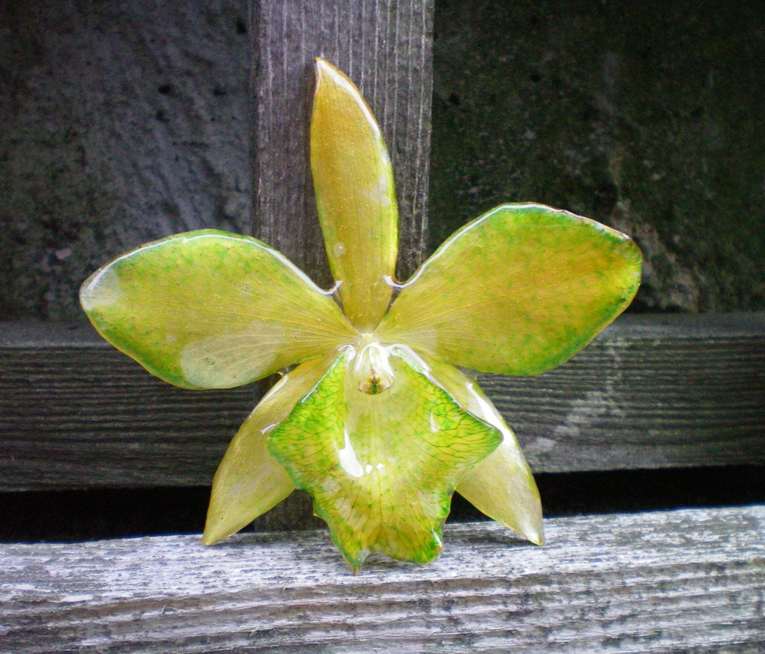 REAL Natural Green and Yellow ORCHID in Poly Resin Pin and Pendant