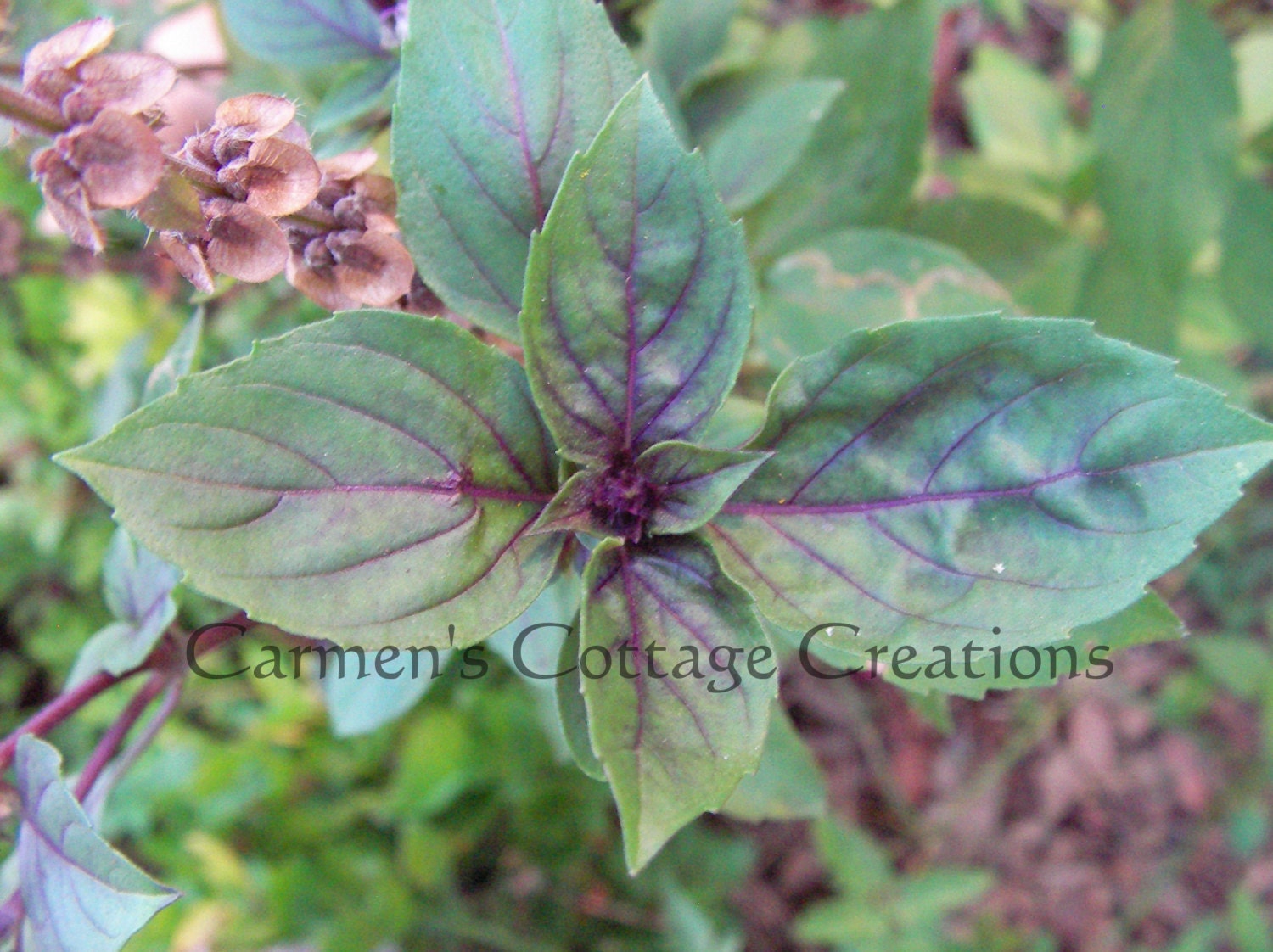 Fresh Armenian Basil Seeds