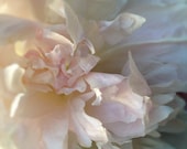 peony flower picture square photograph pale pink white delicate macro close up