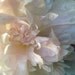 peony flower picture square photograph pale pink white delicate macro close up