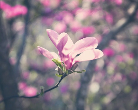 Nature Photography macro Spring Magnolia blooms wall art home decor blossoms pastel pink purple romantic for her under 25 - Fine Art Photo