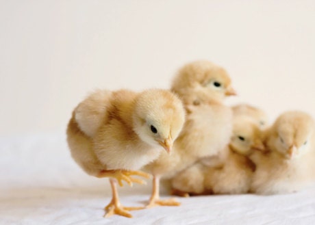 35% off SALE Animals chicks baby chickens nursery art home decor farm cute little small spring citrine mustard light yellow - Fine Art Photo