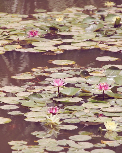 Lily Pad Pond, photo, nature, purple, pink, flower, flora, green, lake, antiqued, unique, water, lake, fine art photograph 8"x10"