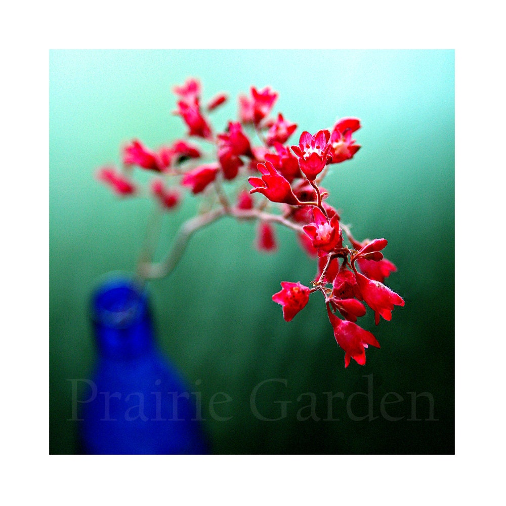 Inner Glow 8x8 fine art photography of Coral Bells in a Cobalt vase