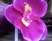 Cuernavaca Collection: Flores, Single Large Purple Orchid