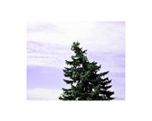 Tree Art, Photography, Pine Tree, Whimsical Art, Purple Sky, Nature Photography, Home Decor, Fantasy, Woodland