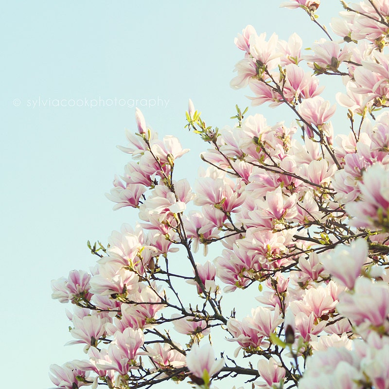 Shabby chic home decor, "Magnolias" fine art print, flowers, spring home decor, pink, white, aqua, pastel photograph