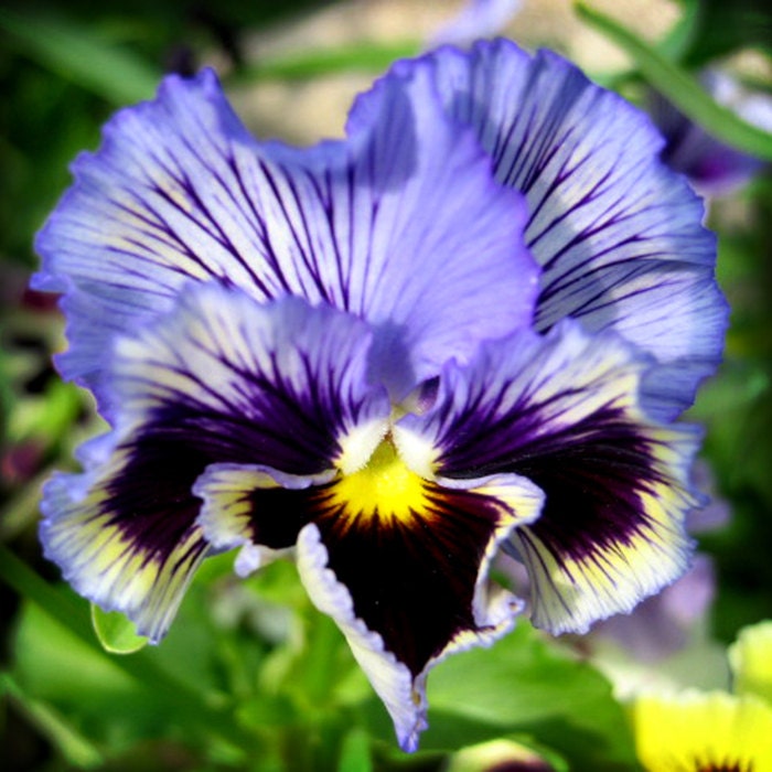 Blue Iris 8 X 8 fine art photo print
