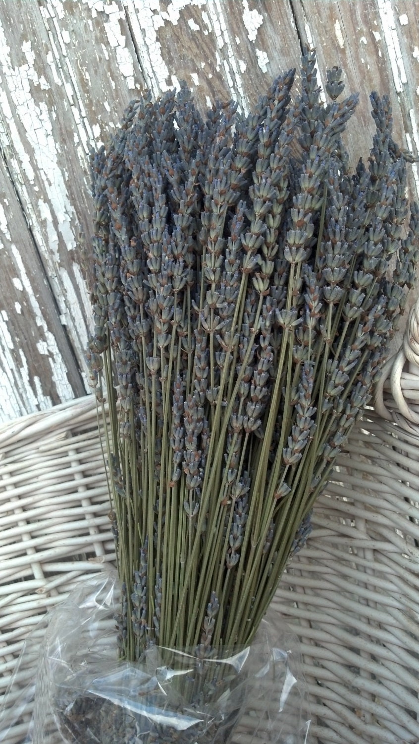 Large BUNDLE of DRIED LAVENDER